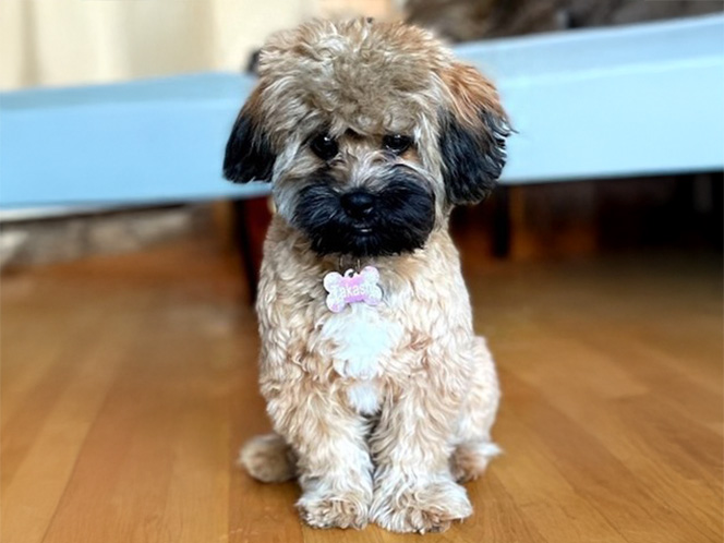 Is your plant a puppy