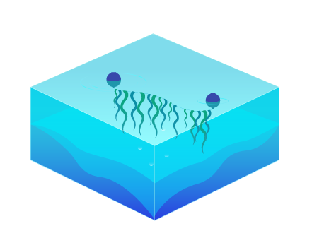 macroalgae cultivation