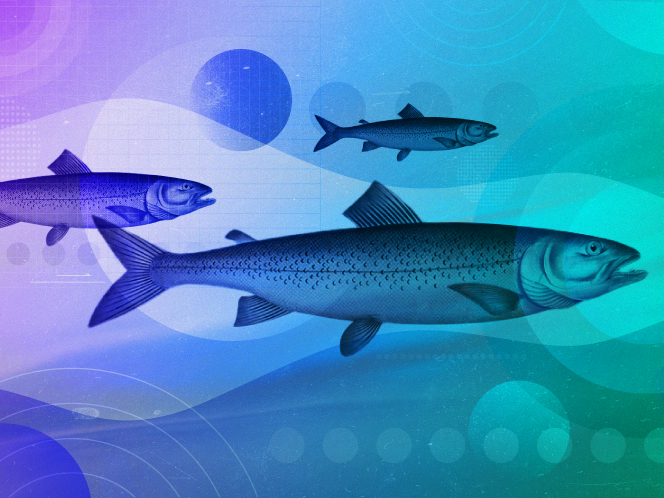 Salmon cannons and dancing rods: the wild world of hydropower fish management