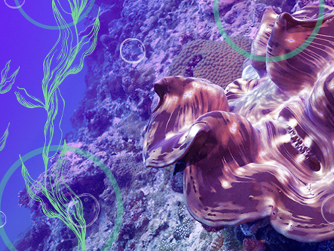 How to increase solar energy efficiency with giant clams