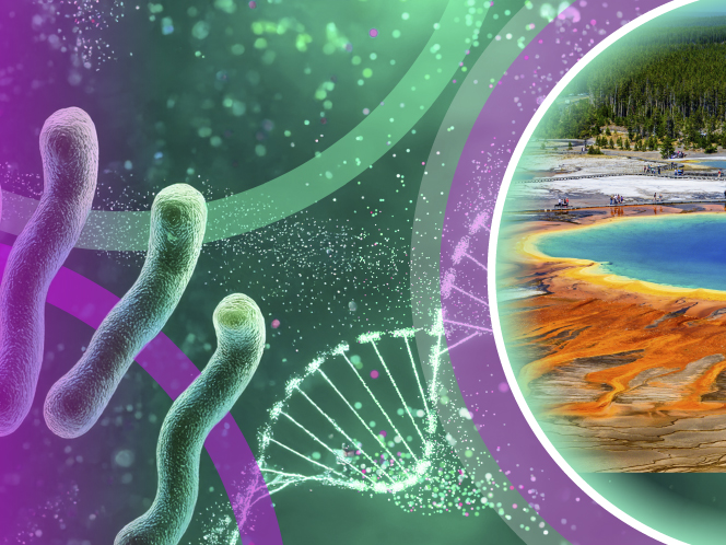 The tiny microbe that changed molecular biology forever