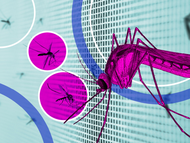 BASF's new weapon against insecticide-resistant malaria-carrying mosquitoes 