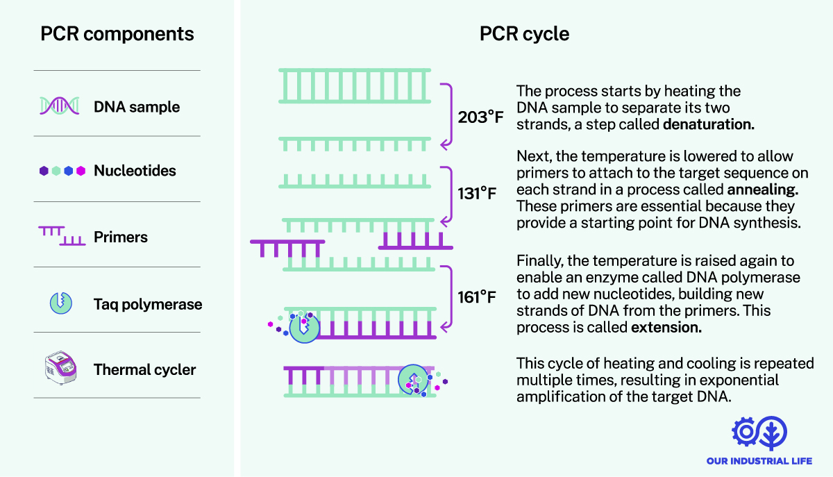 How does PCR work