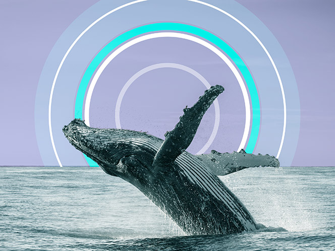 The whale-inspired secret to better wind turbines